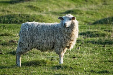 Romney Marsh Sheep stock image. Image of mammal, romney - 141151795