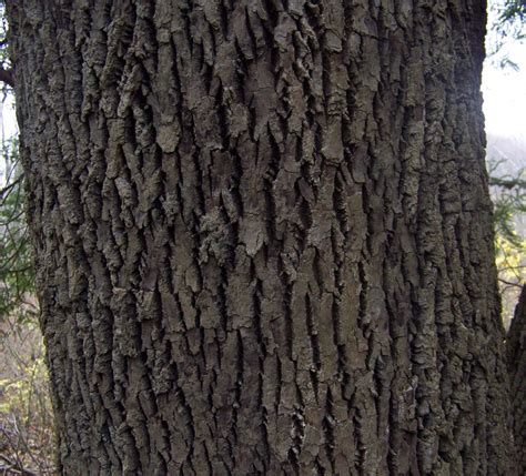 White Oak Bark Identification Tree identification sign