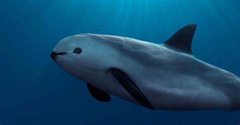 This is a Vaquita. With Less than 10 Left, It’s the Rarest Marine Mammal on Earth » TwistedSifter