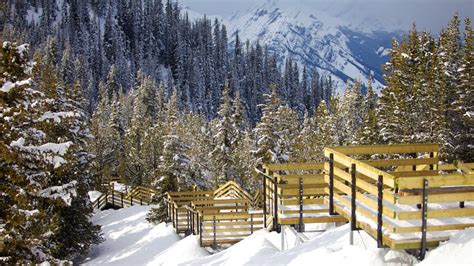 Banff Gondola Pictures: View Photos & Images of Banff Gondola