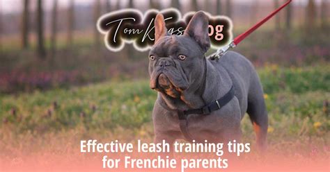 Effective leash training tips for Frenchie parents - TomKings Kennel