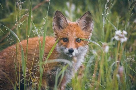 Exposure of the Mangy Foxes: Get Rid of Your Sins – SeerSoundsofHeaven