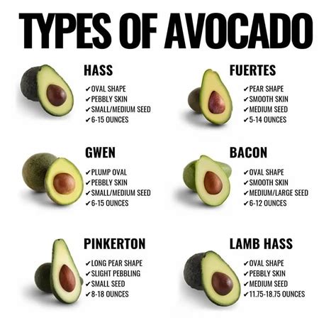 Hass Avocado Nutrition Small | Besto Blog