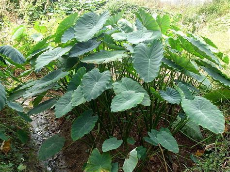 Cocoyam | Diseases and Pests, Description, Uses, Propagation