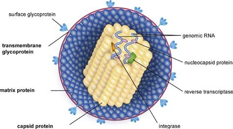 Feline Immunodeficiency Virus Vaccine - Creative Biolabs