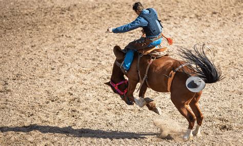 Bronco vs Mustang Horse: Are They the Same? - The Horse and Stable