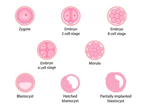 Quality Egg/Embryo Meaning - New Hope Fertility Center