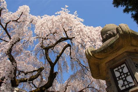 Cherry Blossoms at Himuro Shrine, Nara, Japan | Norbert Woehnl Photography