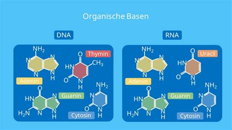 Unterschiede Zwischen Dna Und Rna Captions More | Sexiz Pix