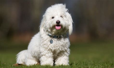 Coton de Tulear Breed: Characteristics, Care & Photos | BeChewy