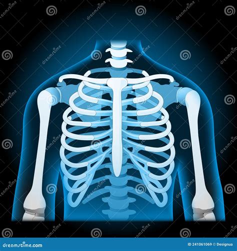 Human Rib Cage. X-ray Blue Realistic Torso Stock Vector - Illustration of poster, cage: 241061069