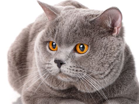 Your Cat's Eyes and Vision [The Complete Guide] - TheCatSite