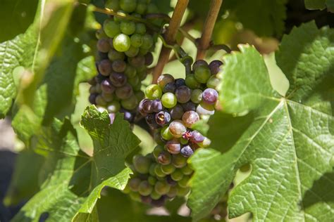 Green Harvest - 3 Essential Tips For The Vineyard - Learning to Somm