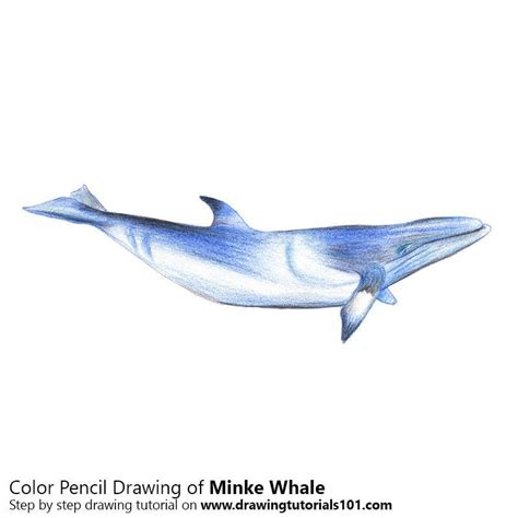 Minke Whale with Color Pencils : sketches