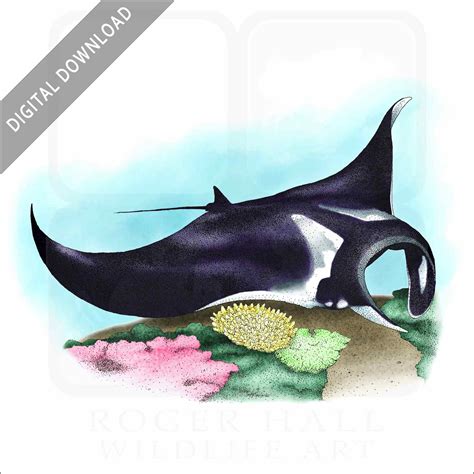 Stock Art Drawing of a Giant Oceanic Manta Ray - inkart