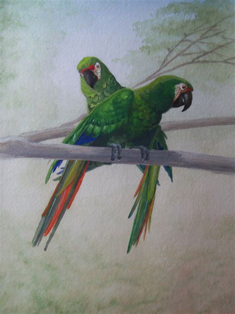 Jungle and Rainforest Art of Costa Rica: Wildlife Paintings of Costa Rica