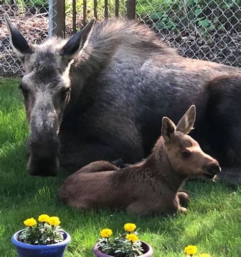 Moose And Her Calves Decide To Spend A Day In This Family’s Backyard, Man Documents How It Went ...