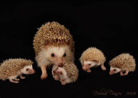 MOM AND BABIES HEDGEHOG (Egel) | Baby hedgehog, Cute hedgehog, Cute little animals