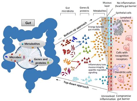 Our gut microbiome is always changing; it's also remarkably stable