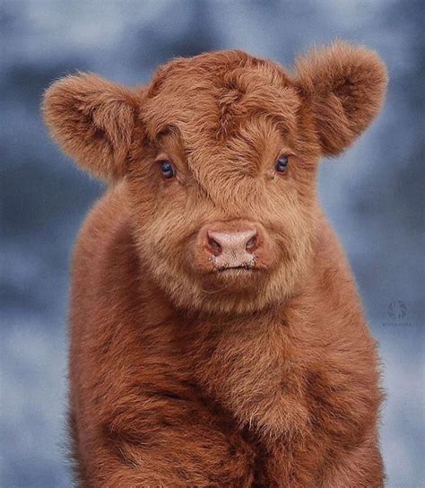 Highland Cattle Calf cuteness overload : r/aww