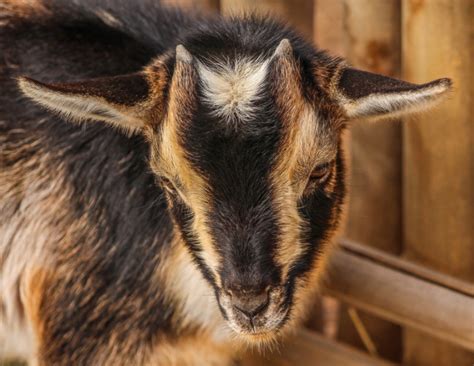 A Guide to Small Goat Breeds | Homesteading | Manna Pro