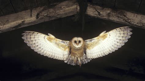 Download Animal Barn Owl HD Wallpaper