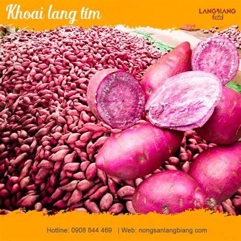 Khoai lang tím – LangBiang Agri