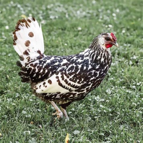 Top 8 Free-Range Chicken Breeds (with Pictures)