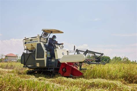 Guide To Proper Harvest Of Rice