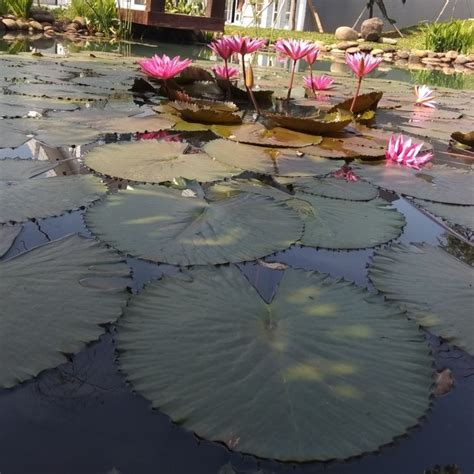 Jual Tanaman hias kolam teratai / lotus bunga - Kab. Bogor - bimaquatic | Tokopedia