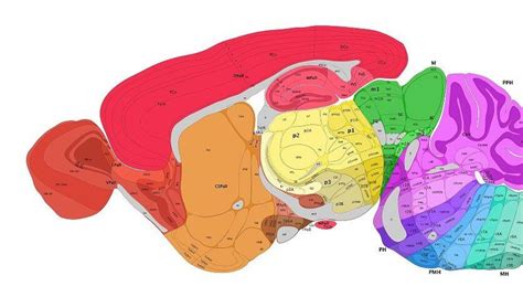 How Deep Learning Is Transforming Brain Mapping