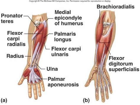 What Muscle Originates on the Medial Epicondyle of the Humerus