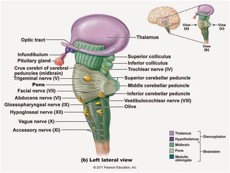 brainstem diagram - Google Search | Human anatomy and physiology, Medical knowledge, Medical ...