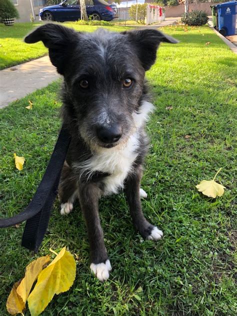 Hooray! This dog has been adopted!