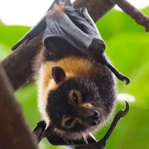 Spectacled Flying Fox - Facts, Diet, Habitat & Pictures on Animalia.bio