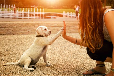 7 Helpful Tips for New Dog Owners to Be Great Fur Parents | New York ...