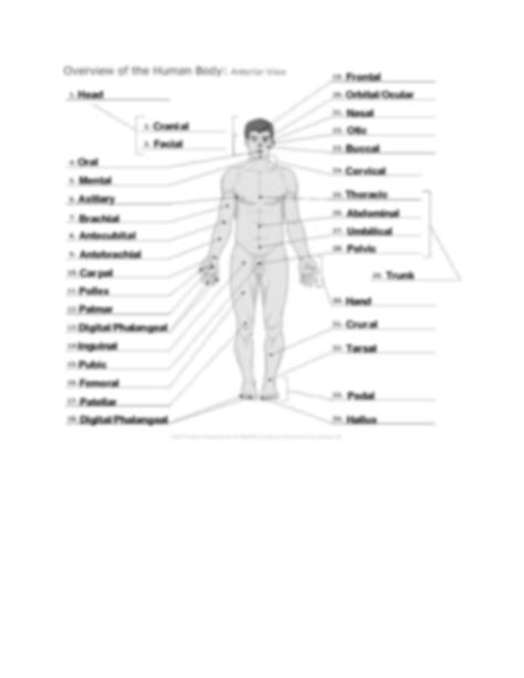 Anatomical Position Worksheet | PDF | Anatomical Terms Of Location ... - Worksheets Library