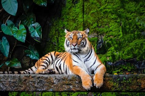 18 Incredible Bengal Tiger Facts - Facts.net