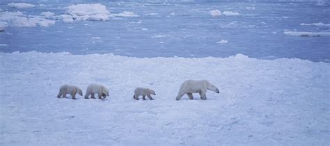 Polar Bear Migration Season Fully Underway | Fun Animals Wiki, Videos, Pictures, Stories