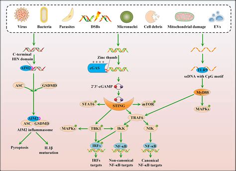 Frontiers | The cGAS-STING Pathway in Hematopoiesis and Its ...