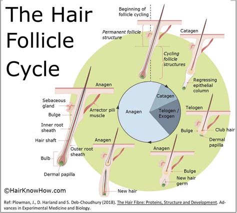 Hair Follicle Growth Cycle - Ultimate Guide — HairKnowHow.Com ...