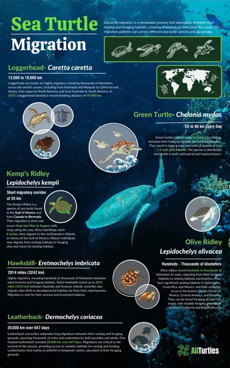 Sea Turtle Migration - All Turtles