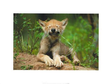 Wolf Cub by Art Wolfe - 12 X 16 Inches (Art Print) – Artistica Fine Art