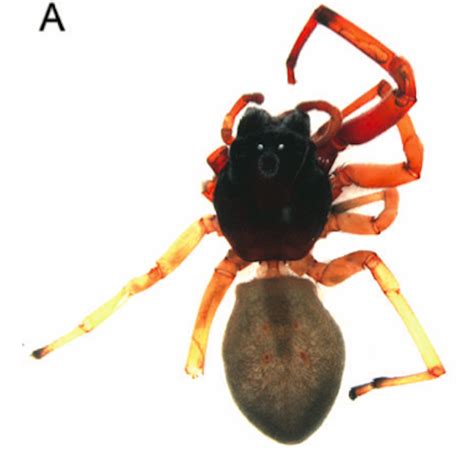 Common New England Spider May Be Venomous | Live Science