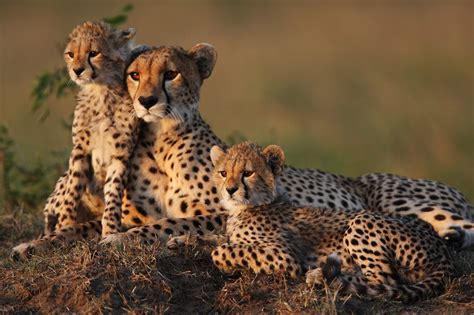 Cheetahs: Critically endangered and genetically impoverished - Techzle