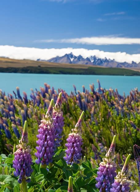 Premium AI Image | Lupins Of Lake Tekapo