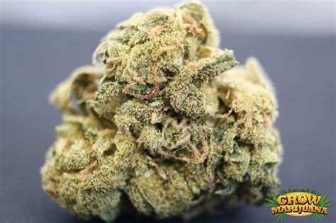 Headband Weed | Headband Strain | Grow-Marijuana.com