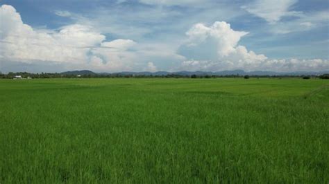 Paddy Rice Fields Kedah Perlis Malaysia Stock Footage Video (100% Royalty-free) 1092058851 ...