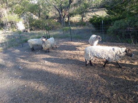 Ewes sheep - Nex-Tech Classifieds