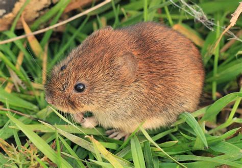 Lower Derwent Valley National Nature Reserve: 30/04/15 - Voles, Mice & Owls